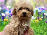 Toy Poodle Yavrular